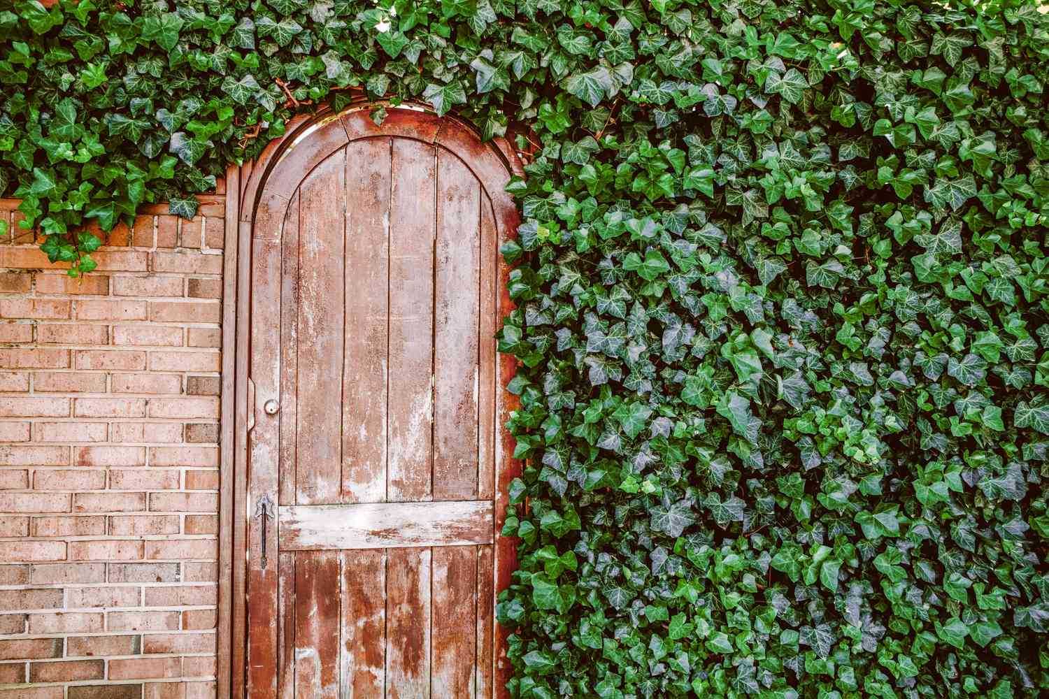 Garden Door Surrounded by Brick Wall With Overflowing Ivy