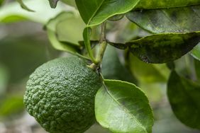 A kaffir lime hanging on a branch surrounded by leaves
