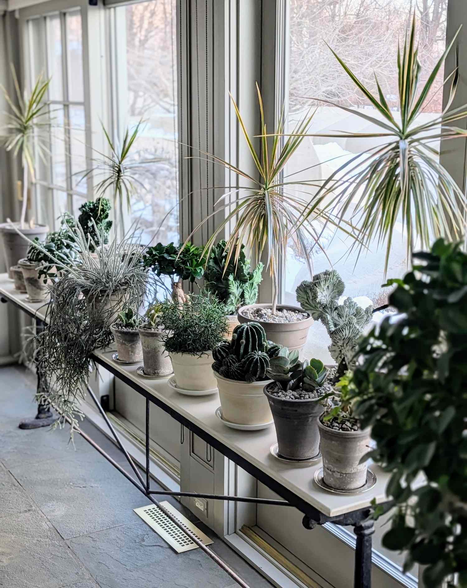 Succulents and potted plants arranged on a table near large windows a variety of plant types displayed