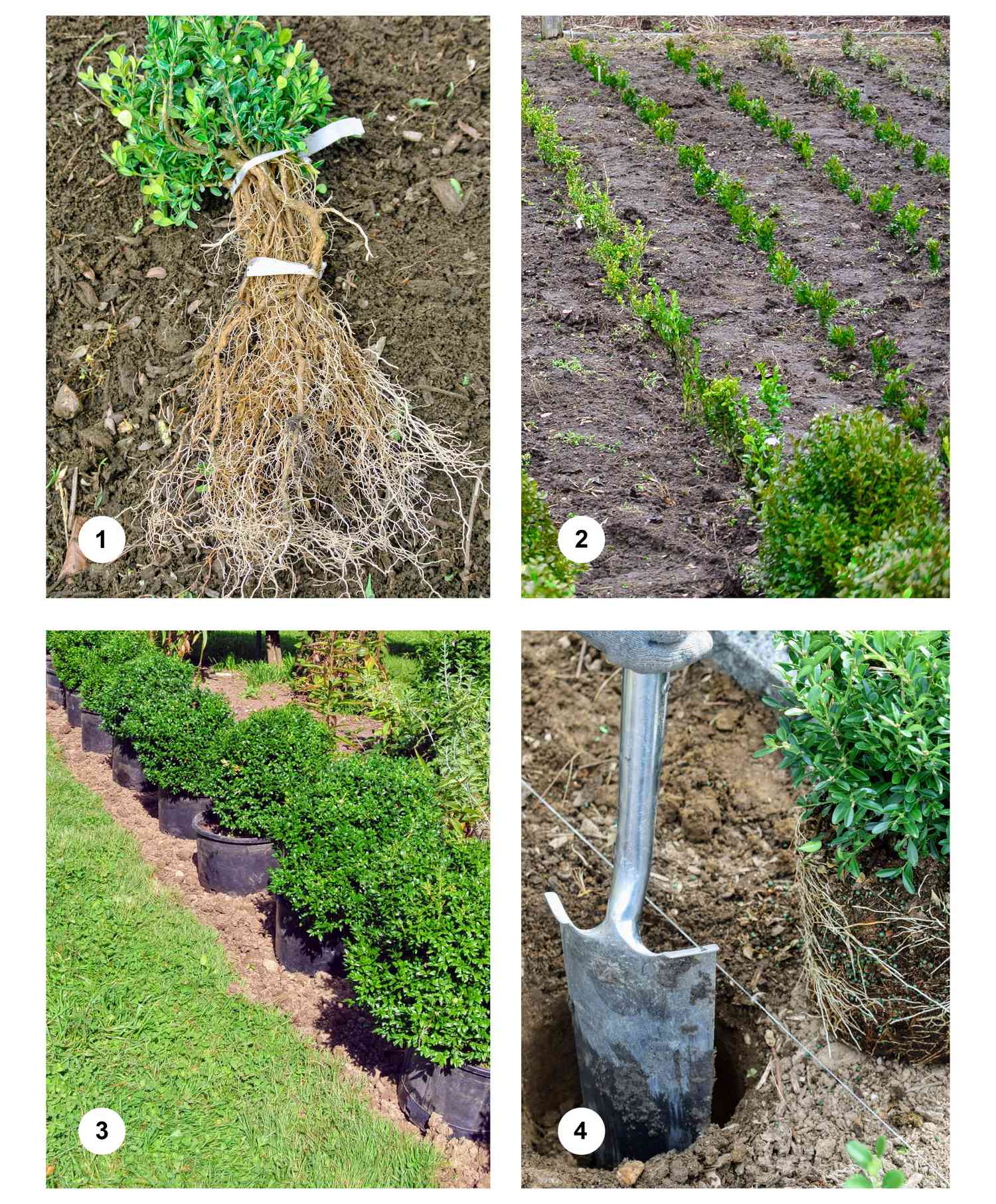 boxwood-martha-how-to