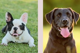 Lab and french bull dog