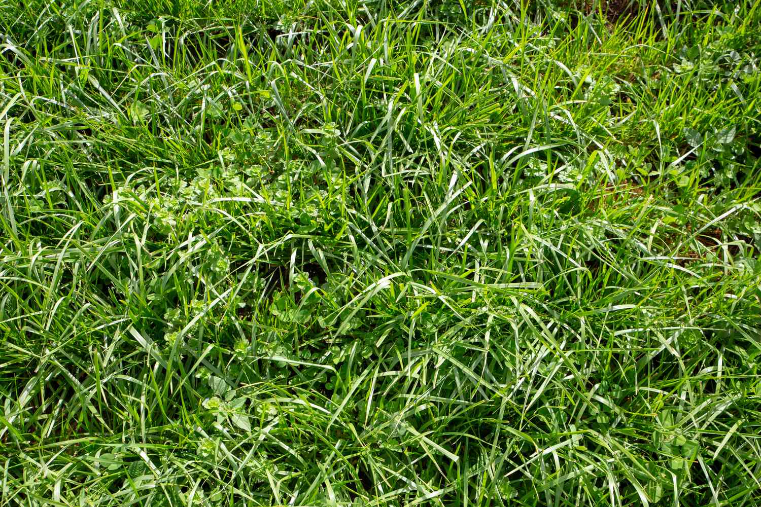 Tall fescue grown for stock feed on farms