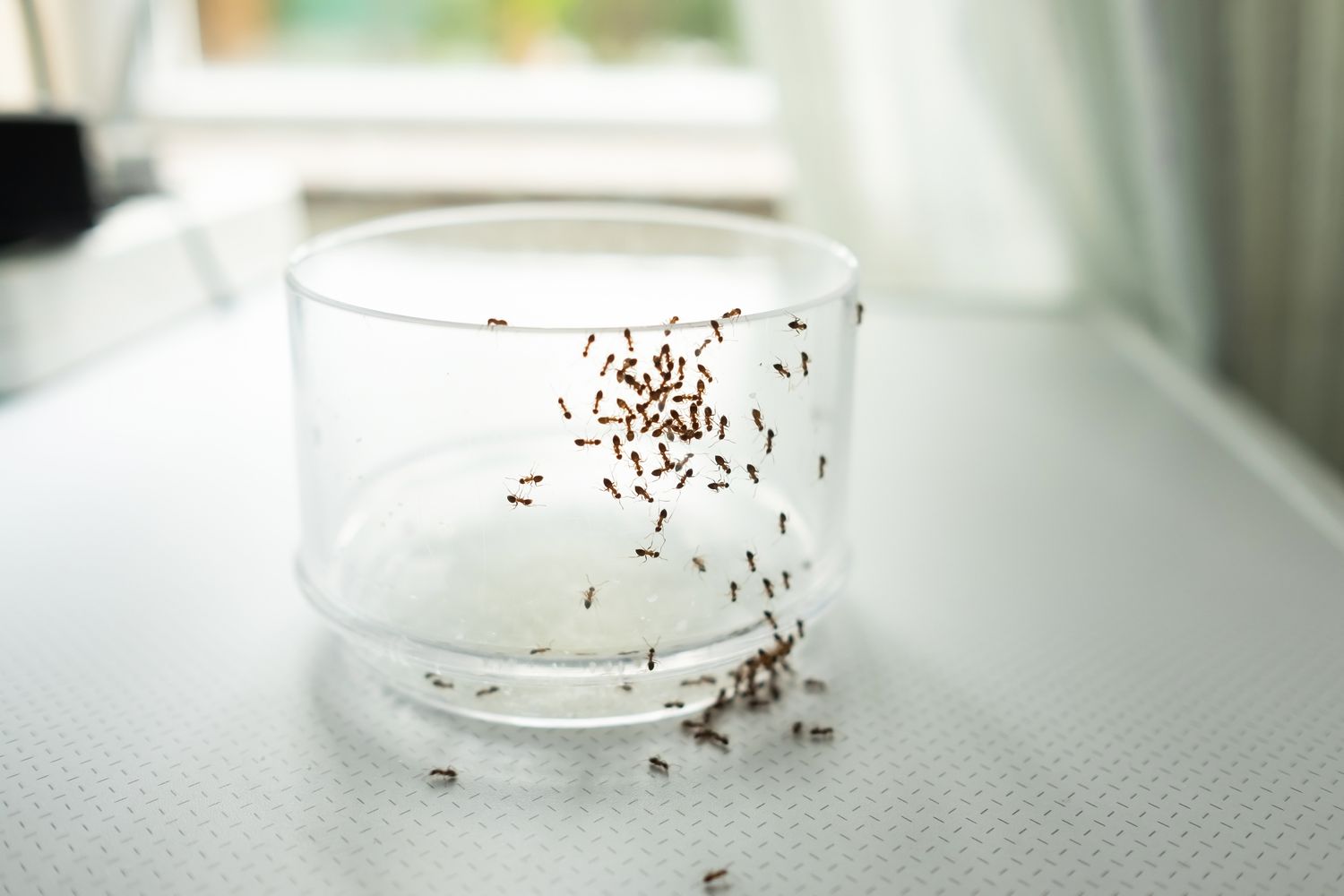 Ants inside home in jar