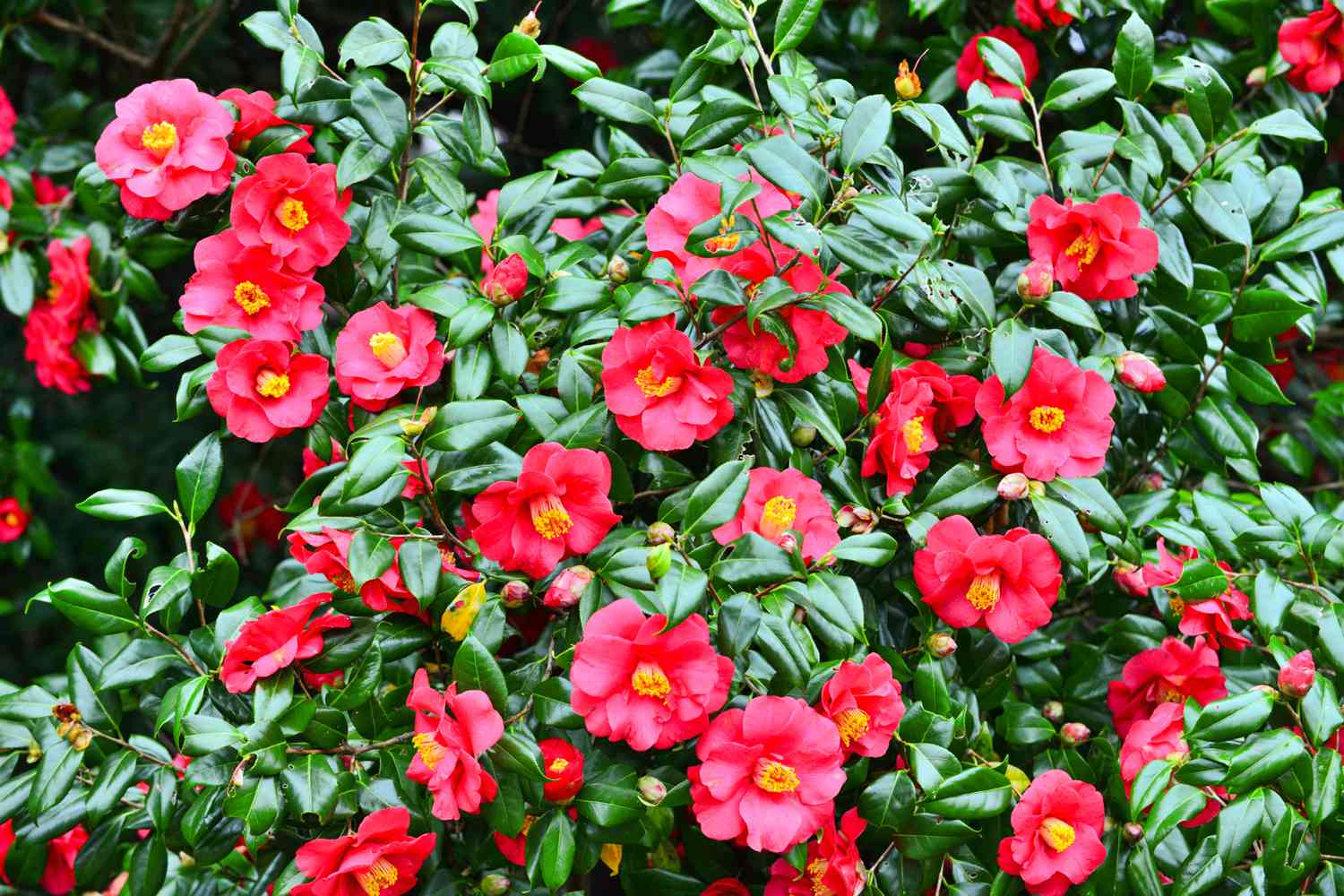 Camellia Japonica