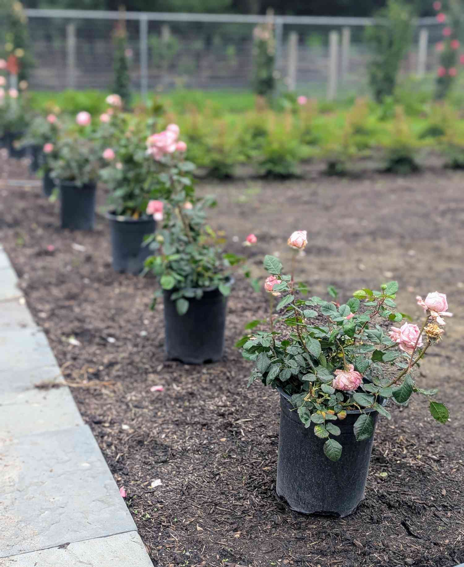 Rose bushes in containers 