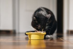 A black and white cat eating from a yellow bowl on the floor