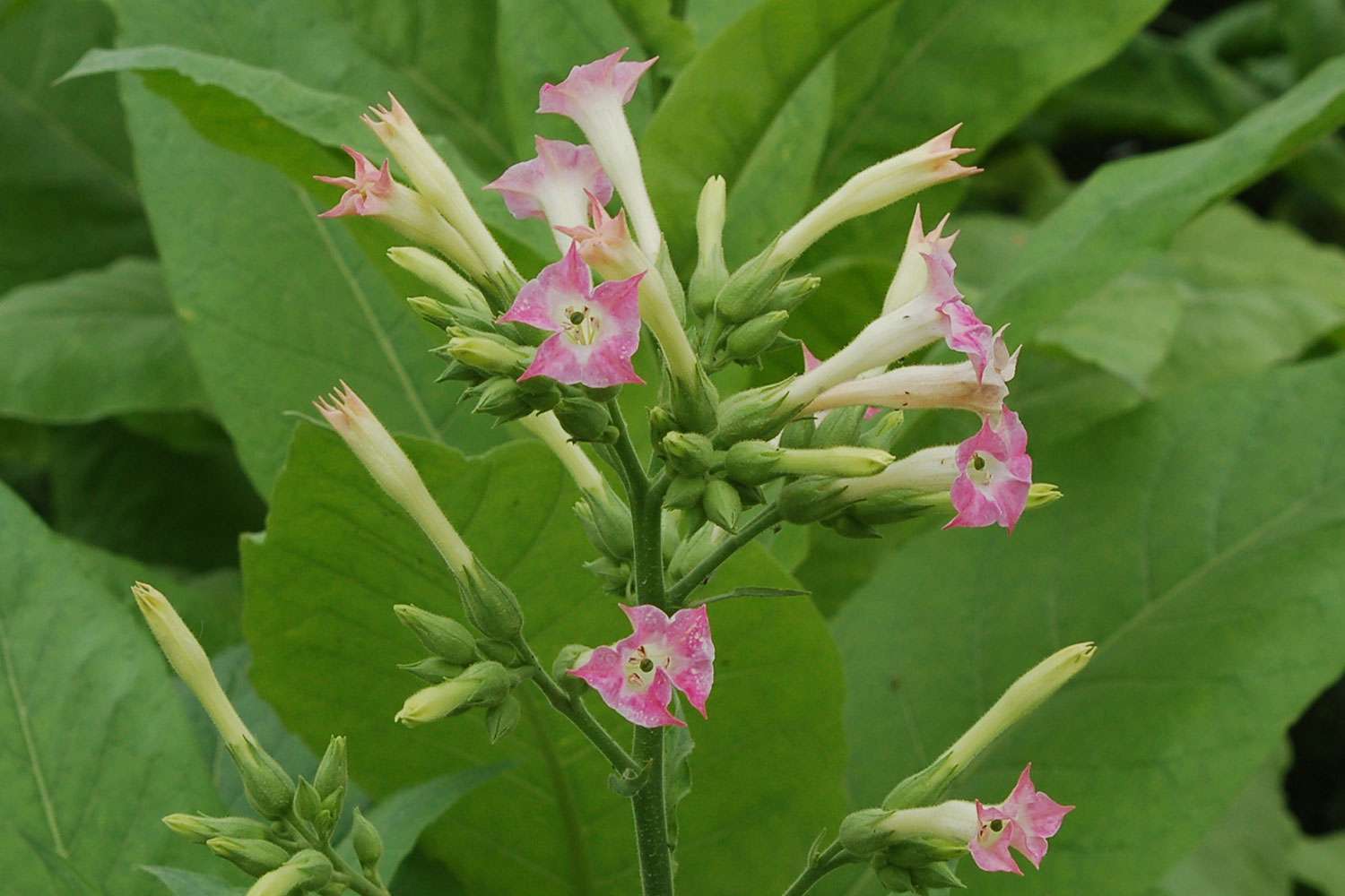 Winged tobacco