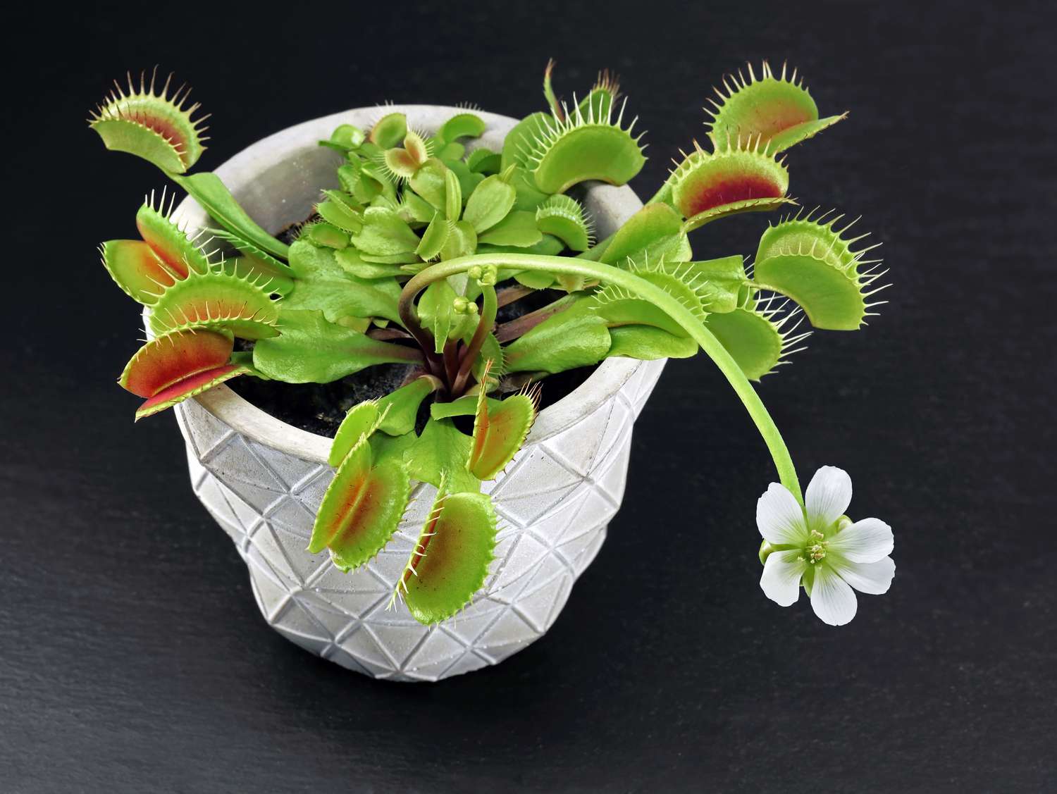 Blooming Venus flytrap, Dionaea muscipula, in pot on black slate background, Carnivorous plant with white flower isolated on black
