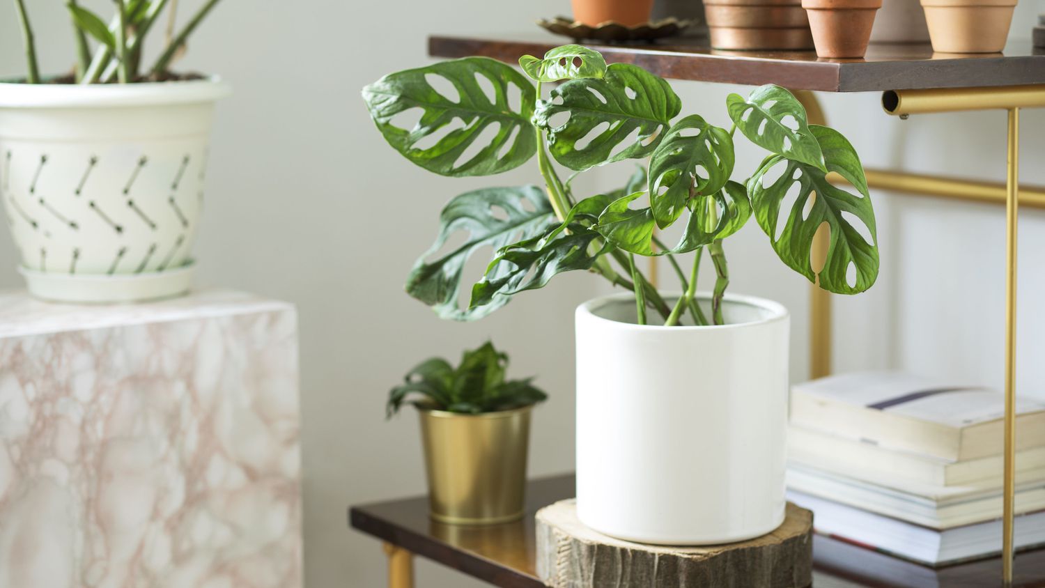 Plant in a modern cylinder planter in a modern living room.