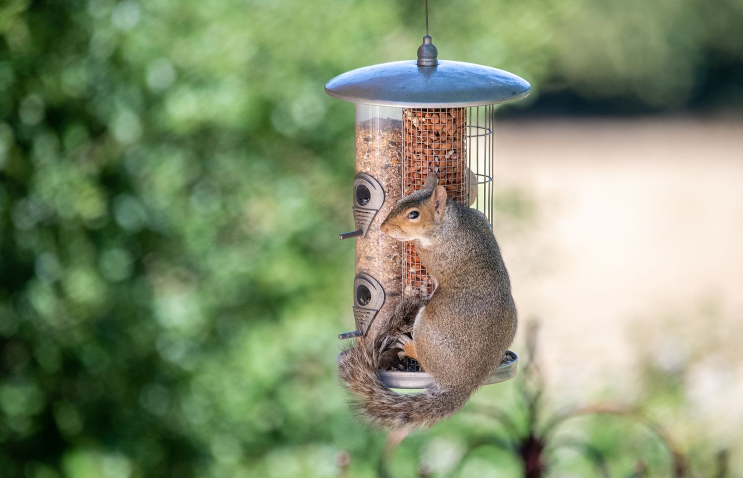 A squirrel sitting on top of a bird feeder