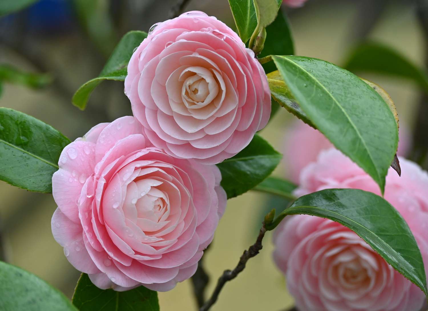 close up of pink Japanese Camellias