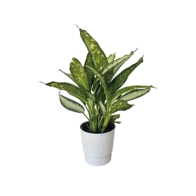 Houseplant in a white pot