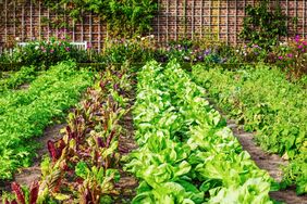 vegetable garden no-till