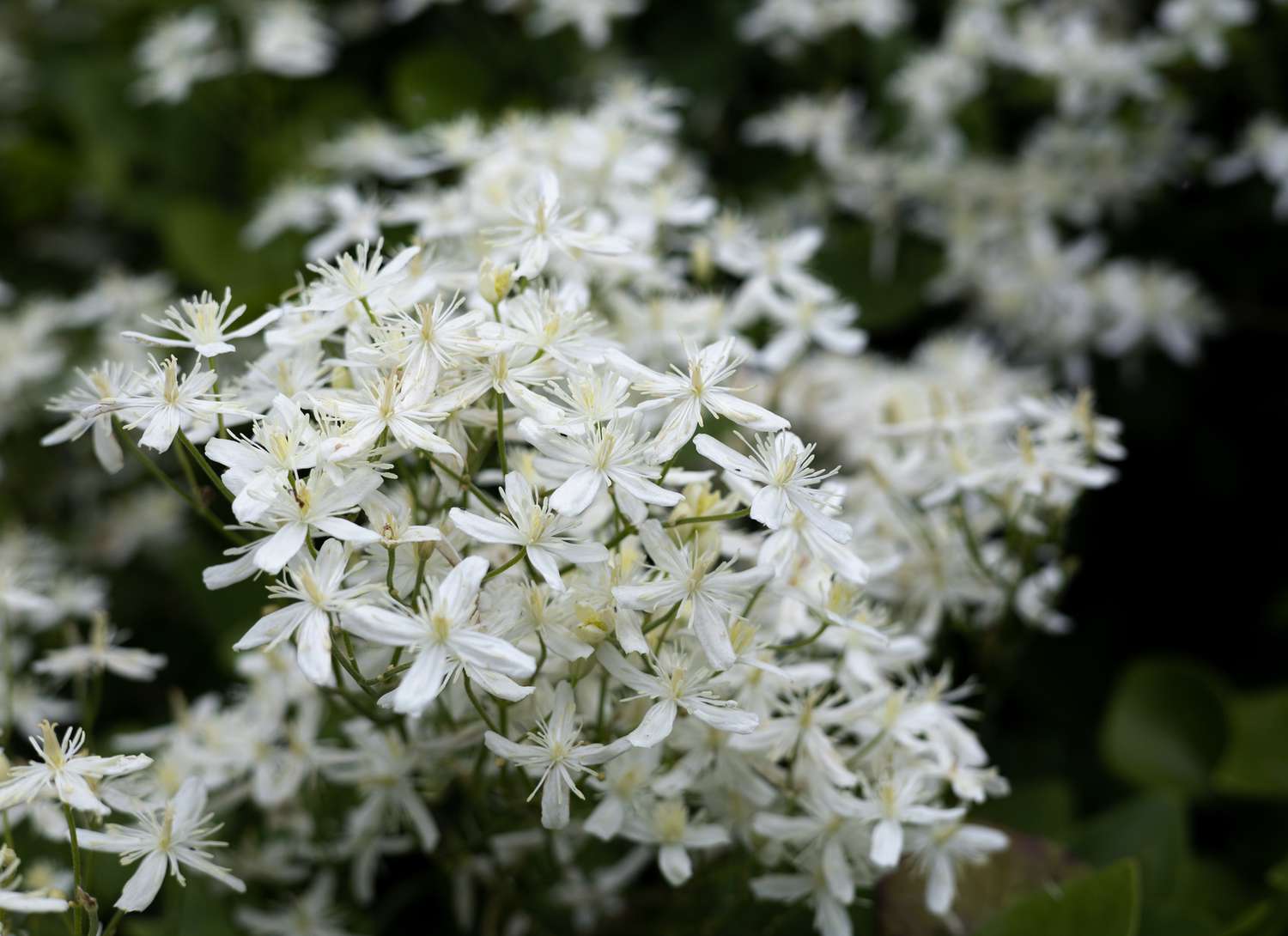 close up of jasmine