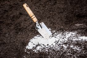 A gardening trowel in soil with white powder spread on the ground