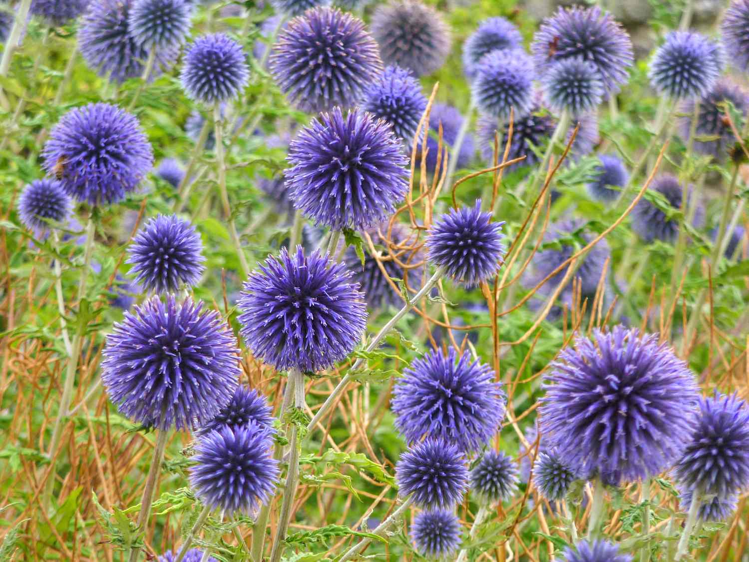 Cluster of spherical thistlelike flowers in a natural setting