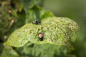 Two beetles on a leaf with visibly chewed holes, indicating grazing activity