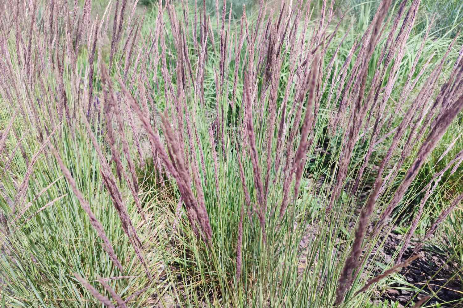 Tall thin grass with feathery tops forming a dense cluster