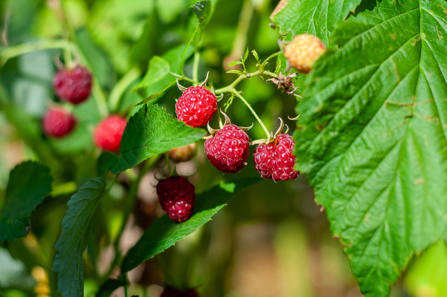 Ripening raspberries on a bush among green leaves
