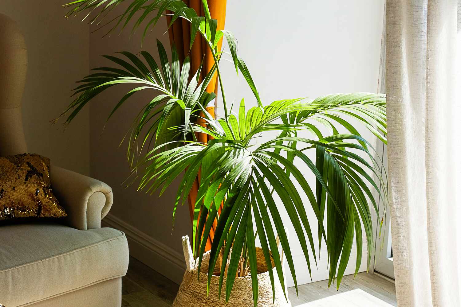 Cat Palm tree