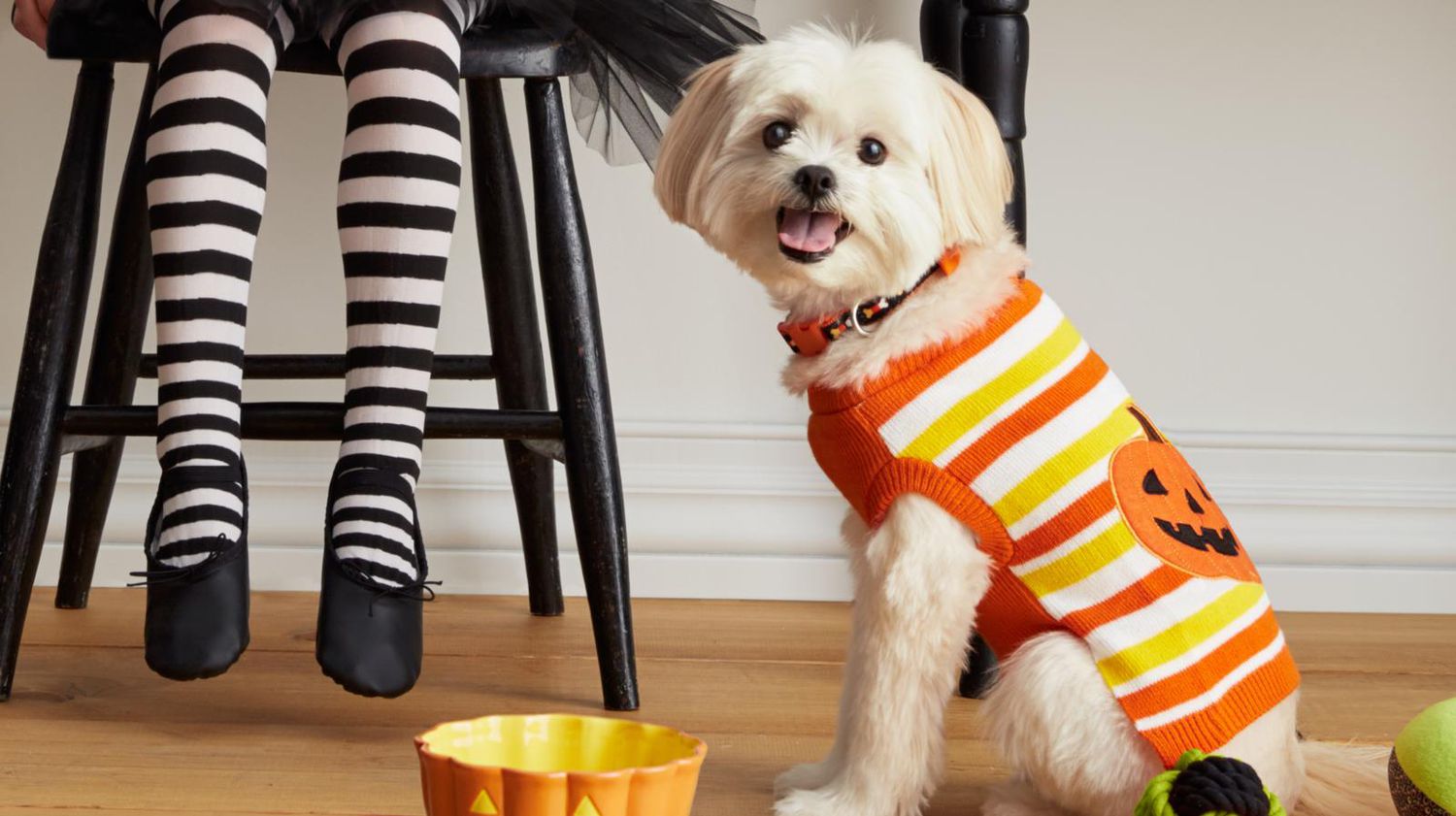 Dog dressed in orange pumpkin Halloween costume. 