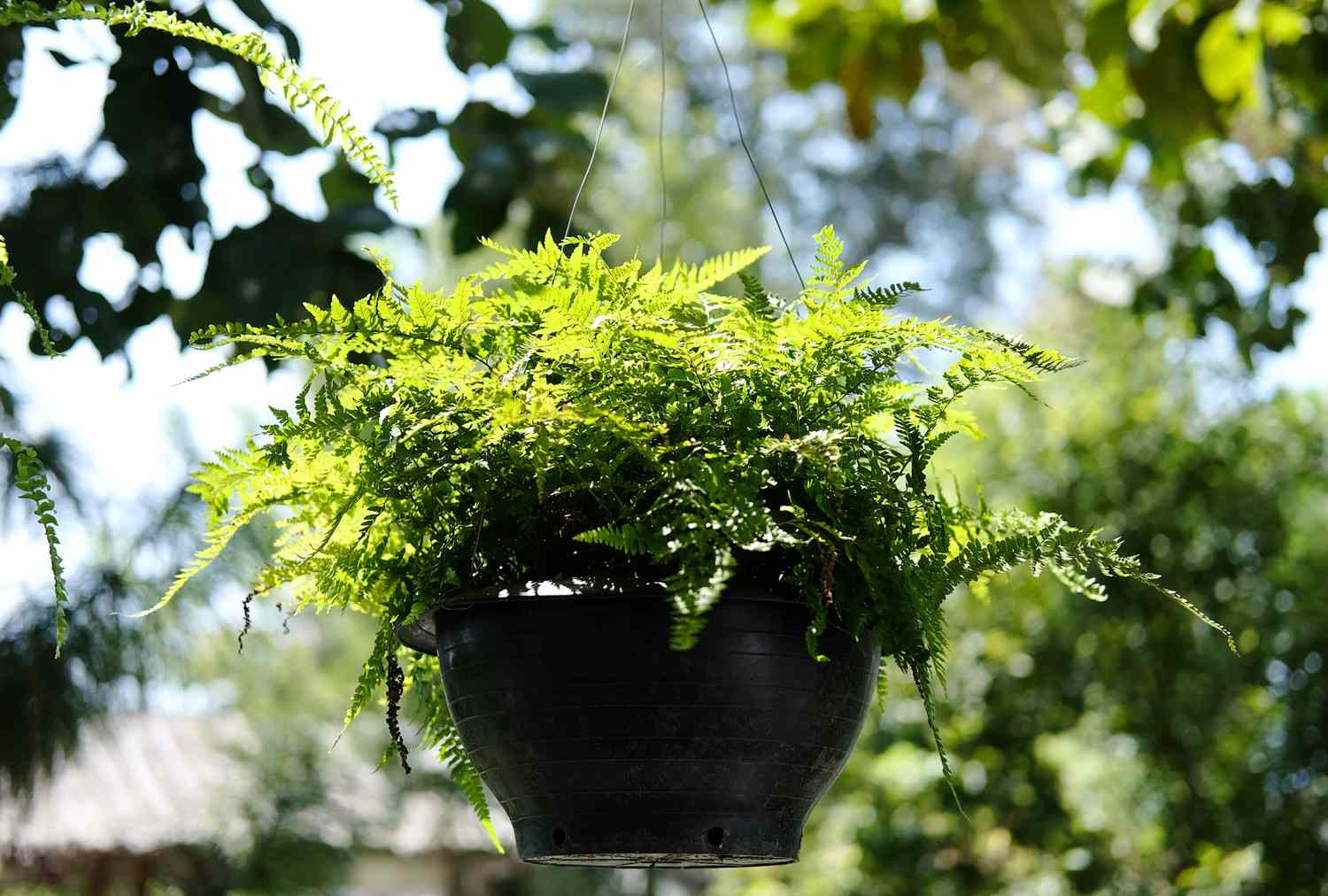 A hanging pot containing a lush fern outdoors with blurred greenery in the background