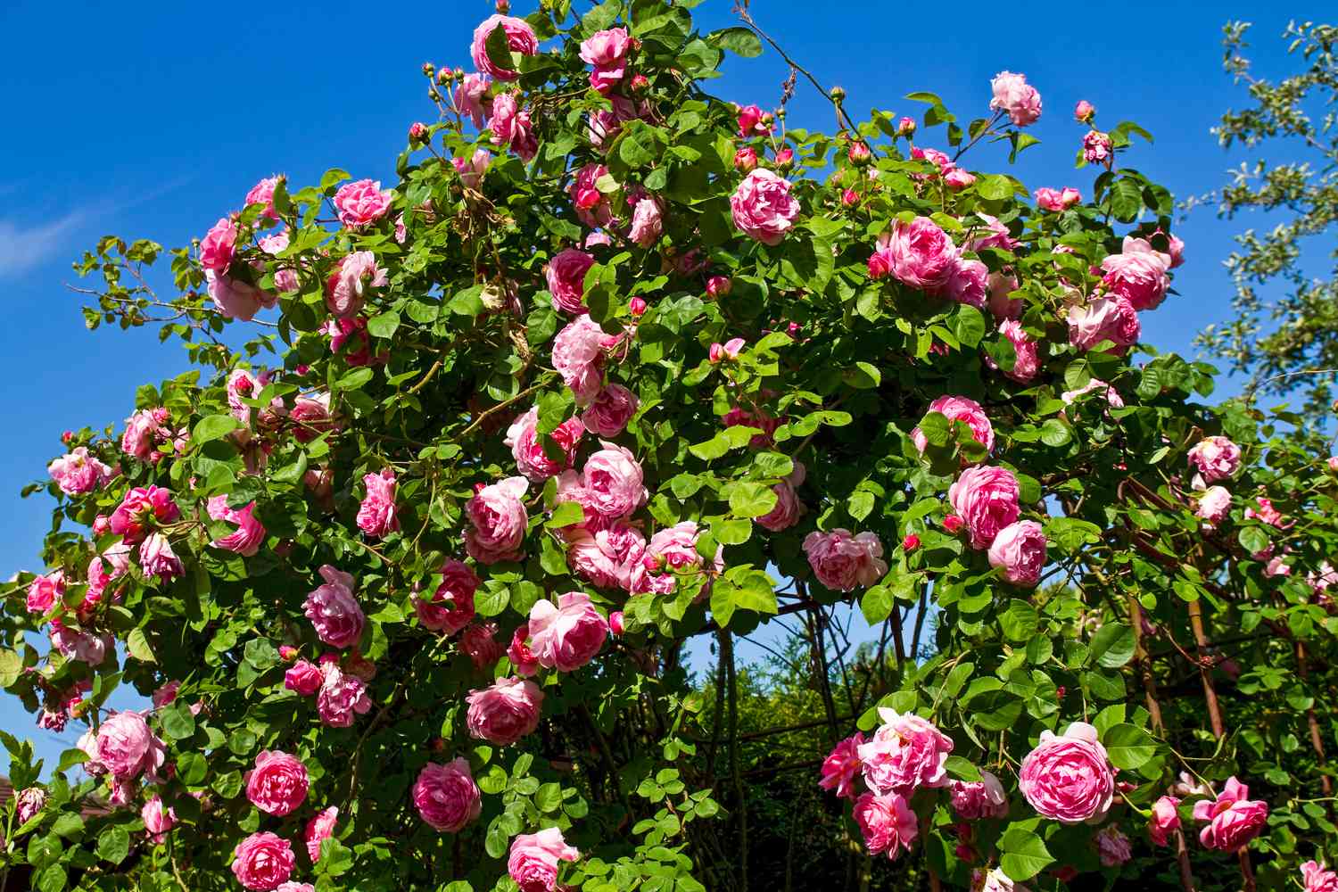 climbing roses