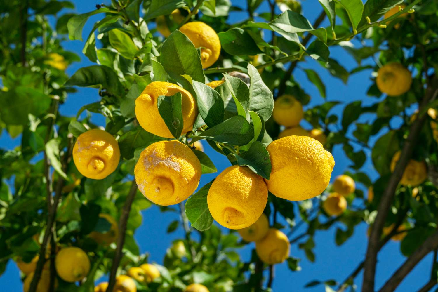 lemon tree with blue background