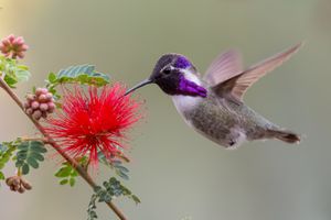 Close-up of hummingbird pollinating on flower,Phoenix,Arizona,United States,USA