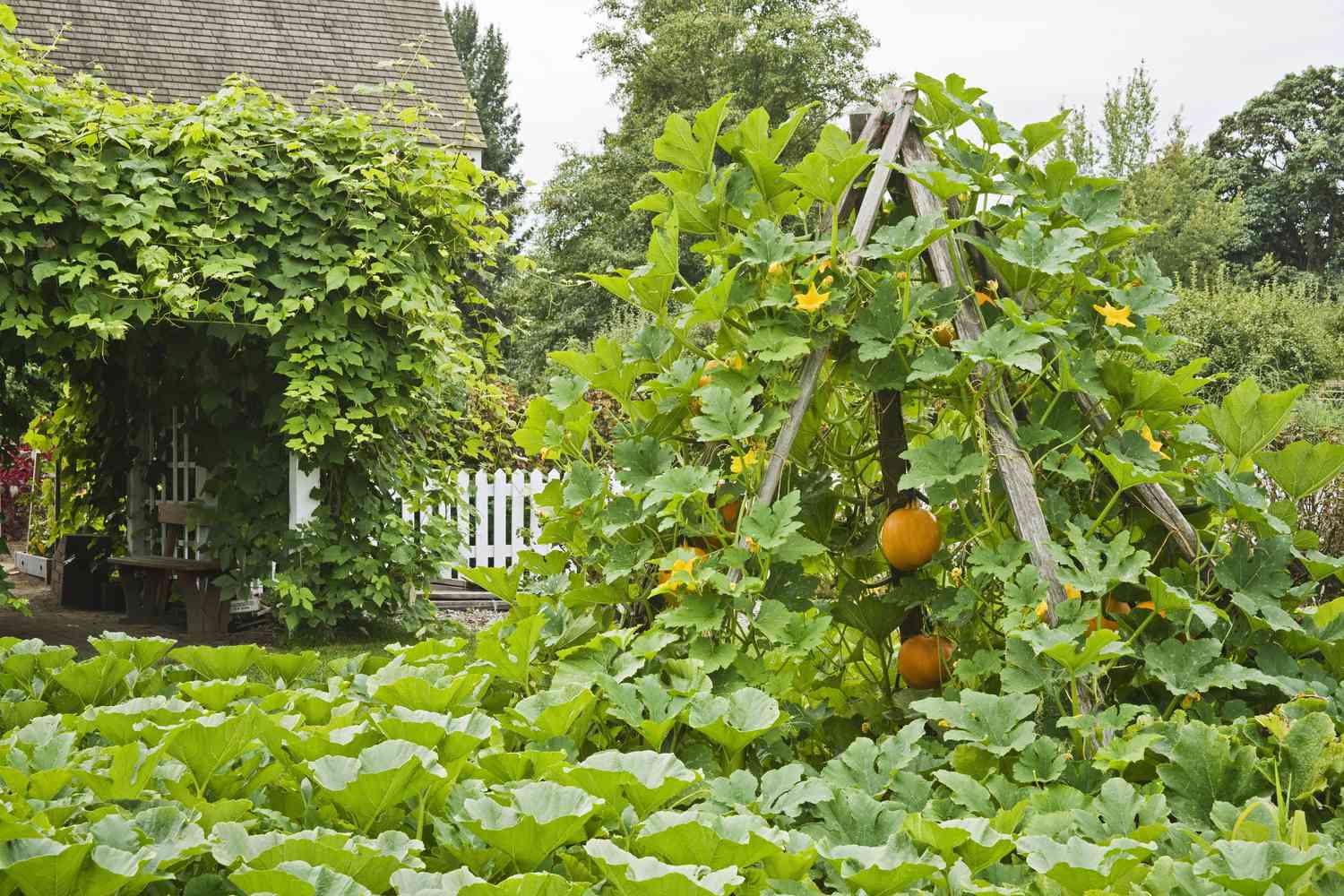 pumpkin trellis