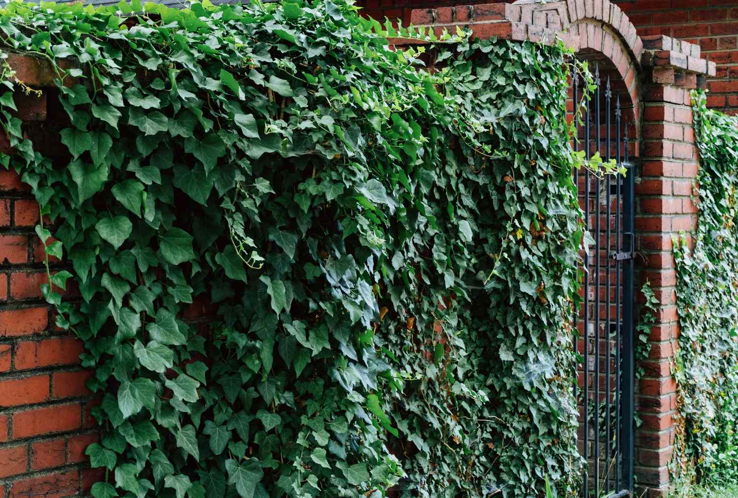 An ivycovered brick wall with an arched metal gate integrated into its structure