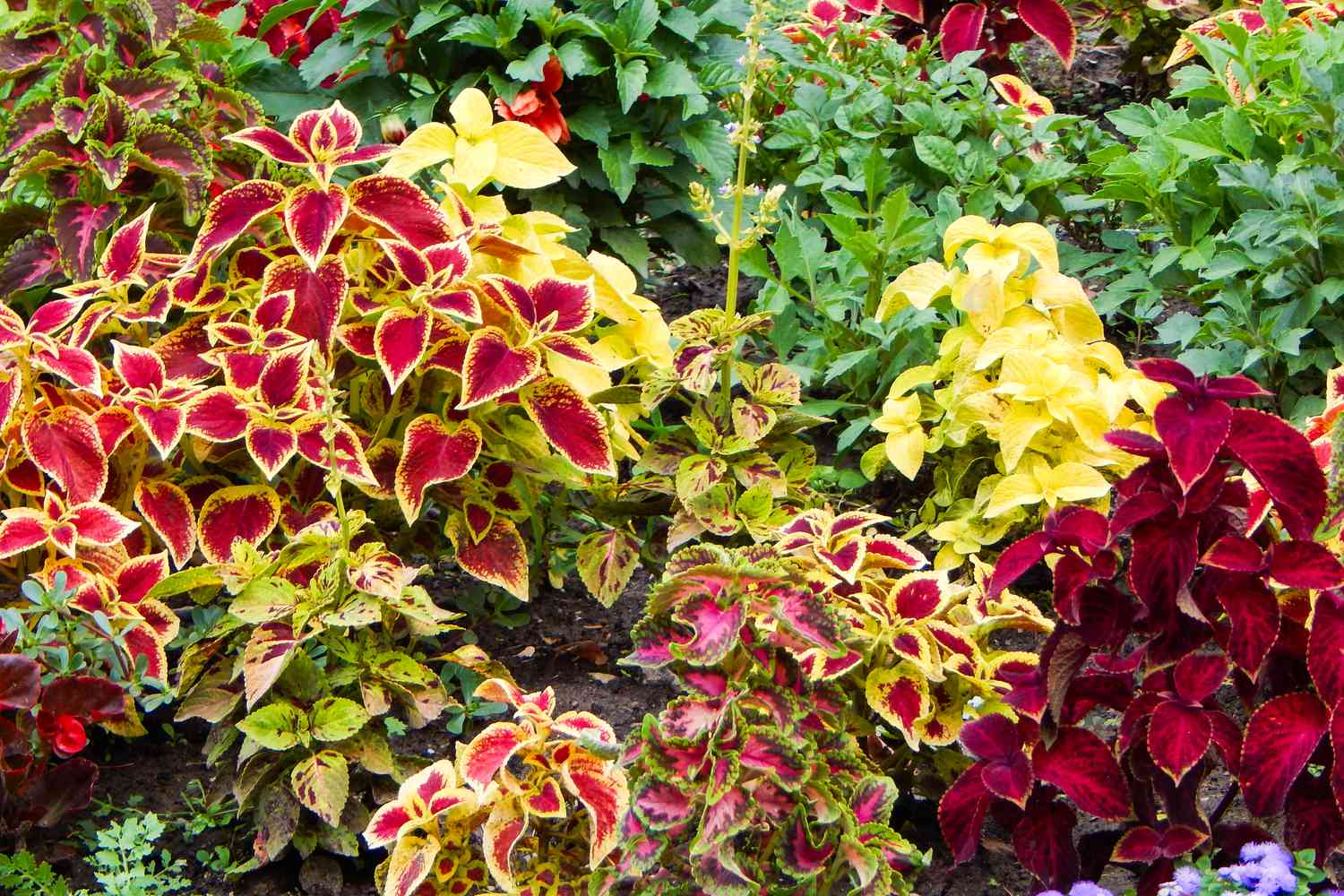 Coleus