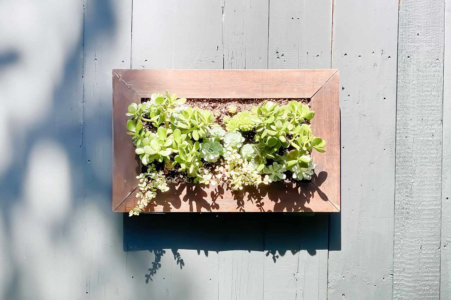 Framed succulent garden