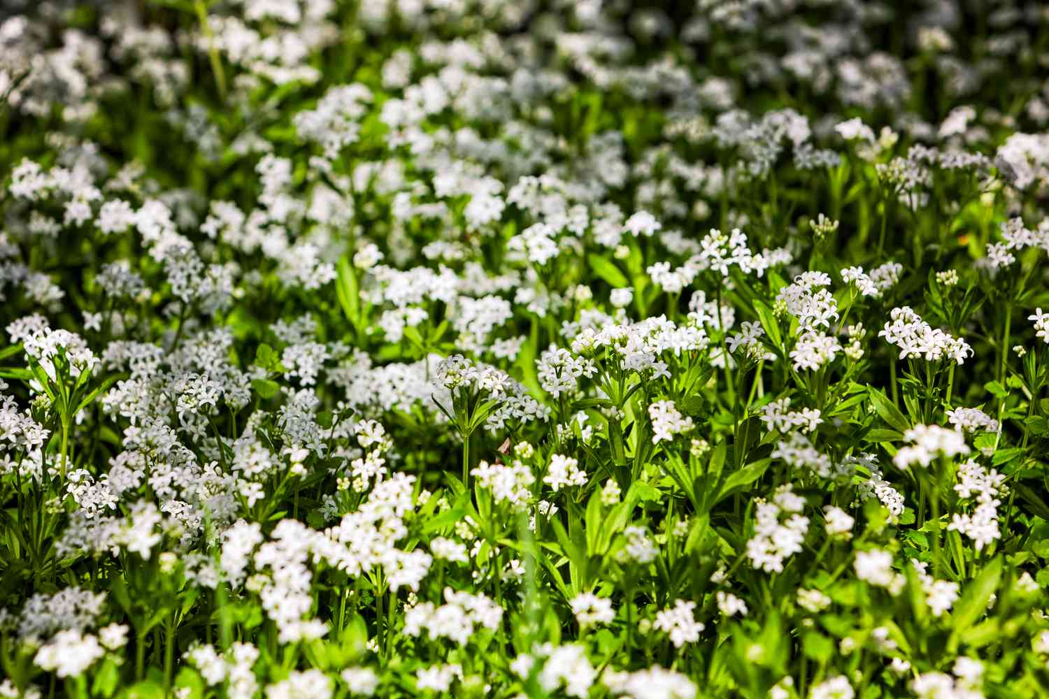 Sweet Woodruff plant