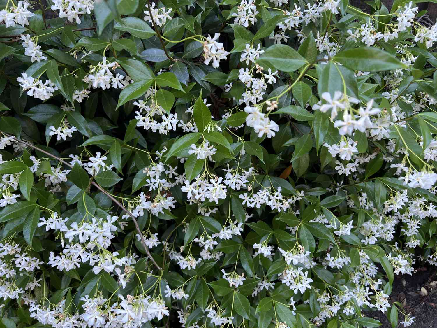 Clusters of small white flowers surrounded by green foliage