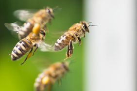 Group of bees in flight outdoor background