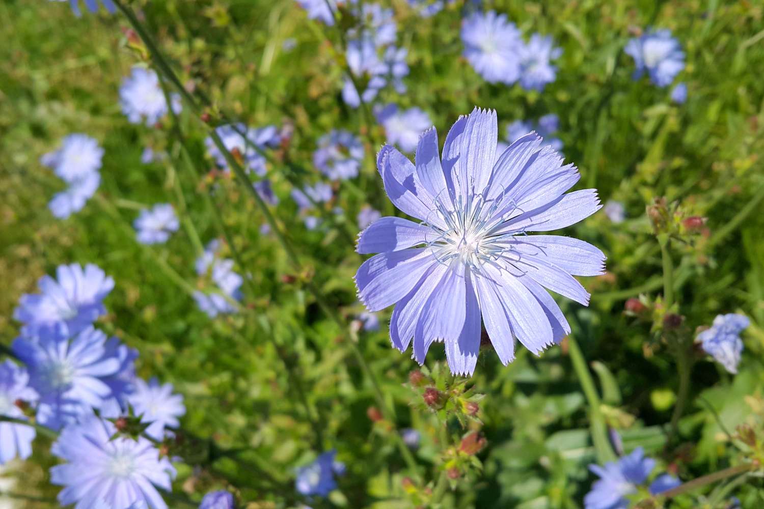 Close-up of beautiful blue chicory flower