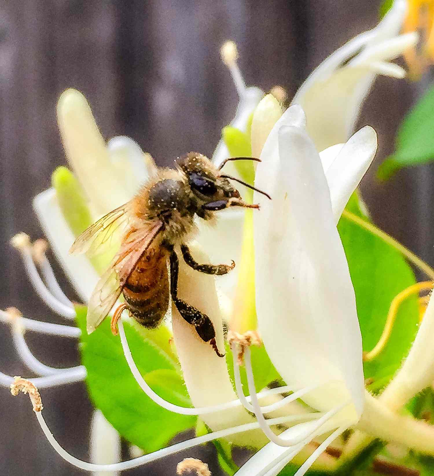Close up of a bee on a honeysuckle