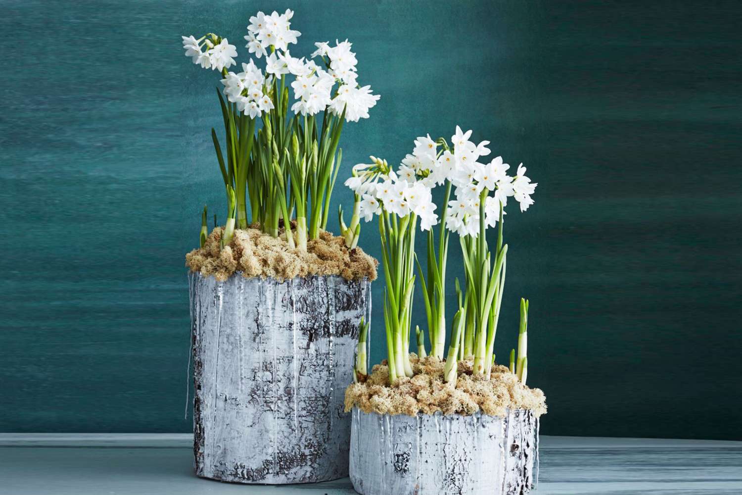 Two pots with narcissus paperwhite flowers