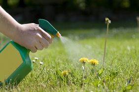 spray bottle used on dandelions in garden