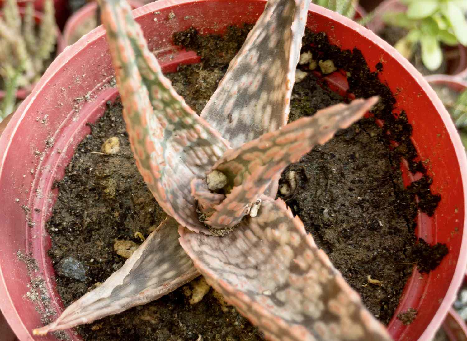 Aloe pink blush small plant