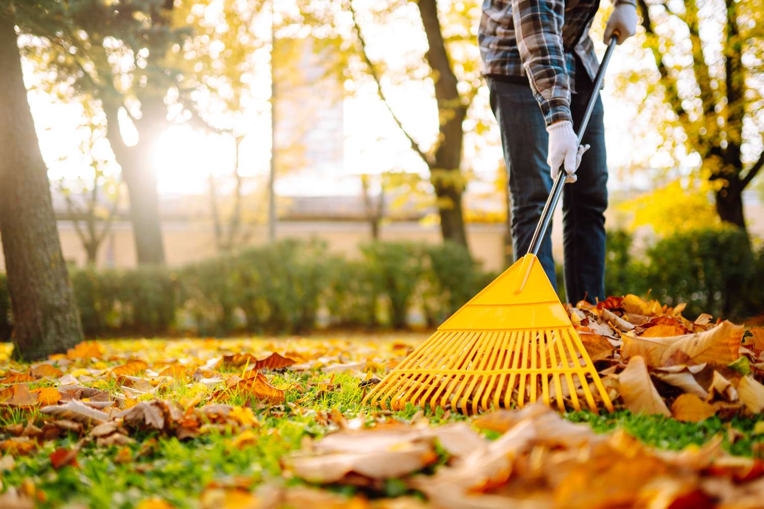 A person raking fallen leaves in a park during autumn the sun visible through the trees in the background
