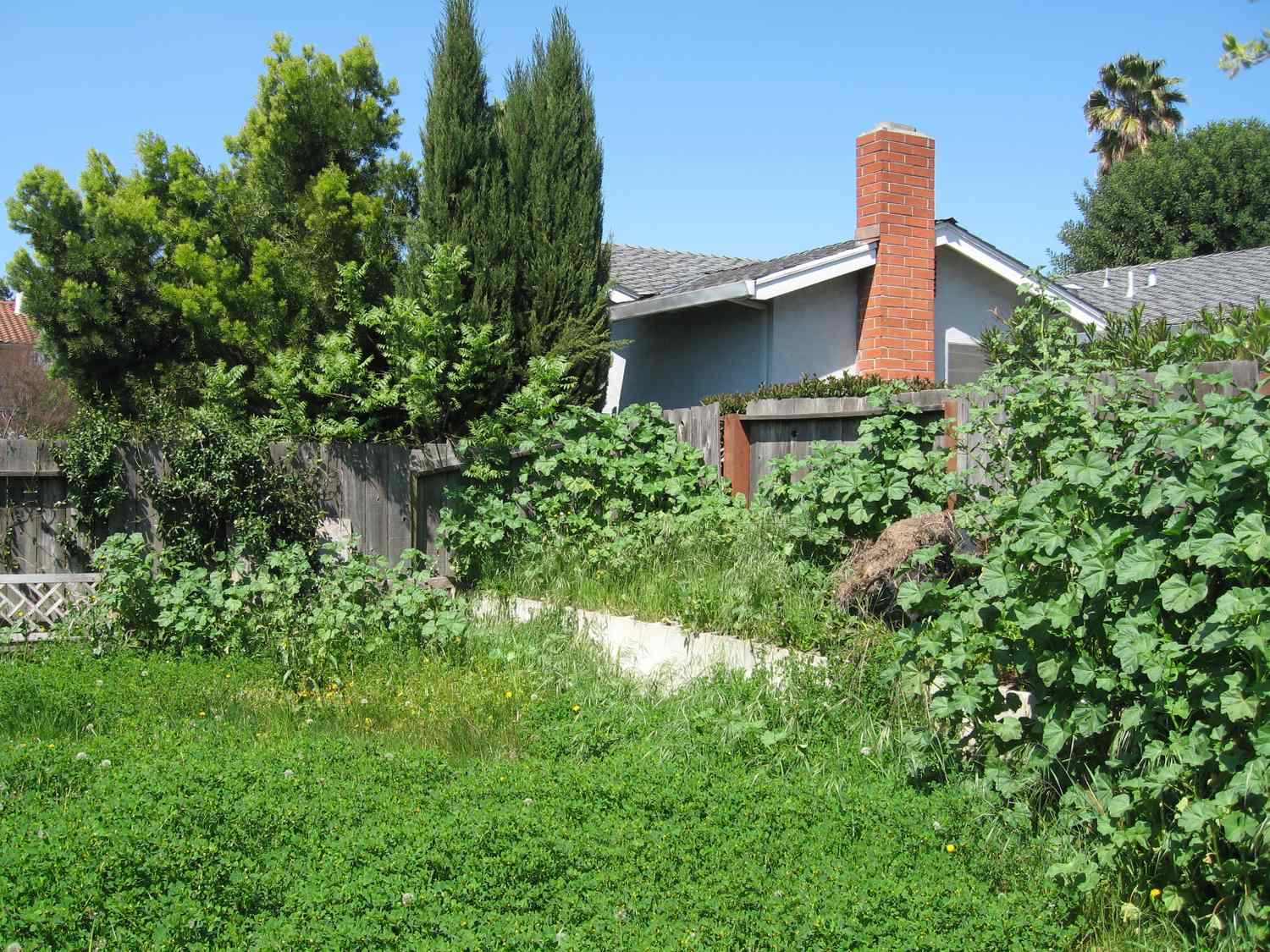 A backyard with overgrown grass and plants, a wooden fence, and a house with a visible brick chimney in the background