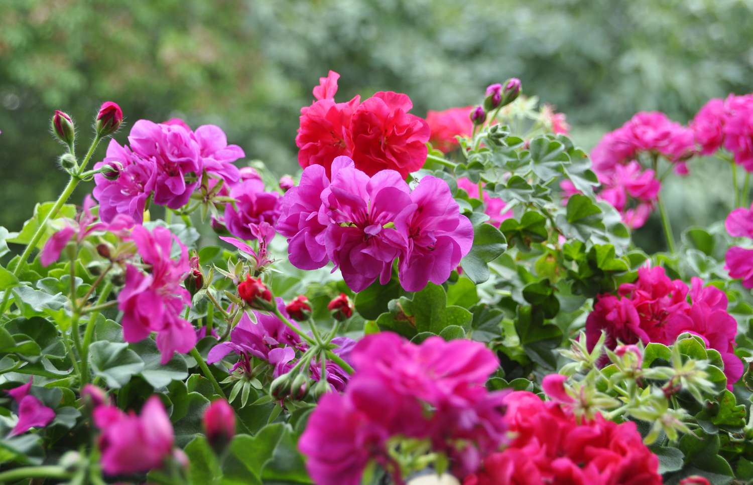 Lush red and pink geraniums in the garden