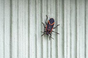 Eastern box elder bug (Boisea trivittata) in springtime.