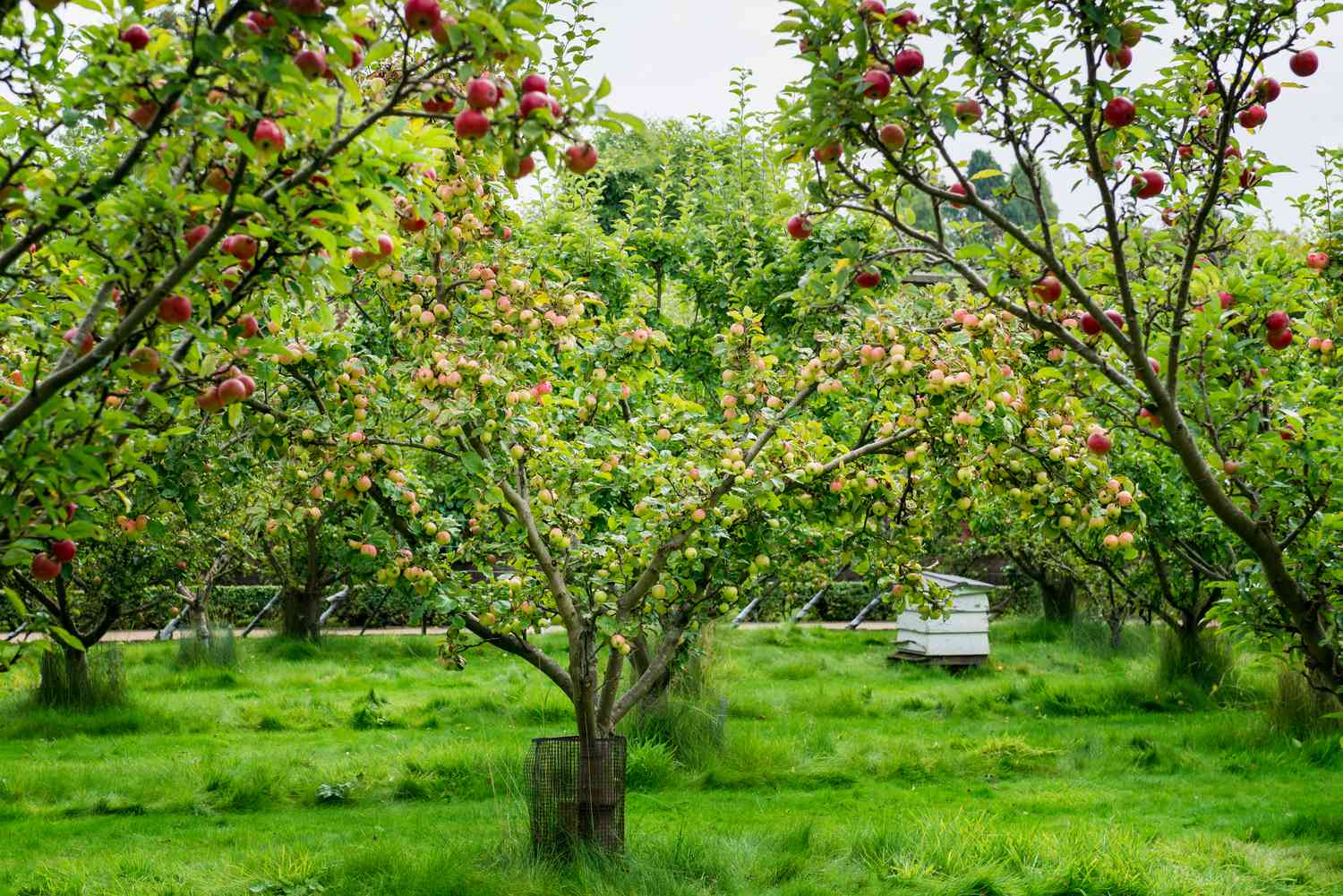 Apple trees in the Garden during Autumn, UK