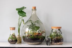bioactive terrarium