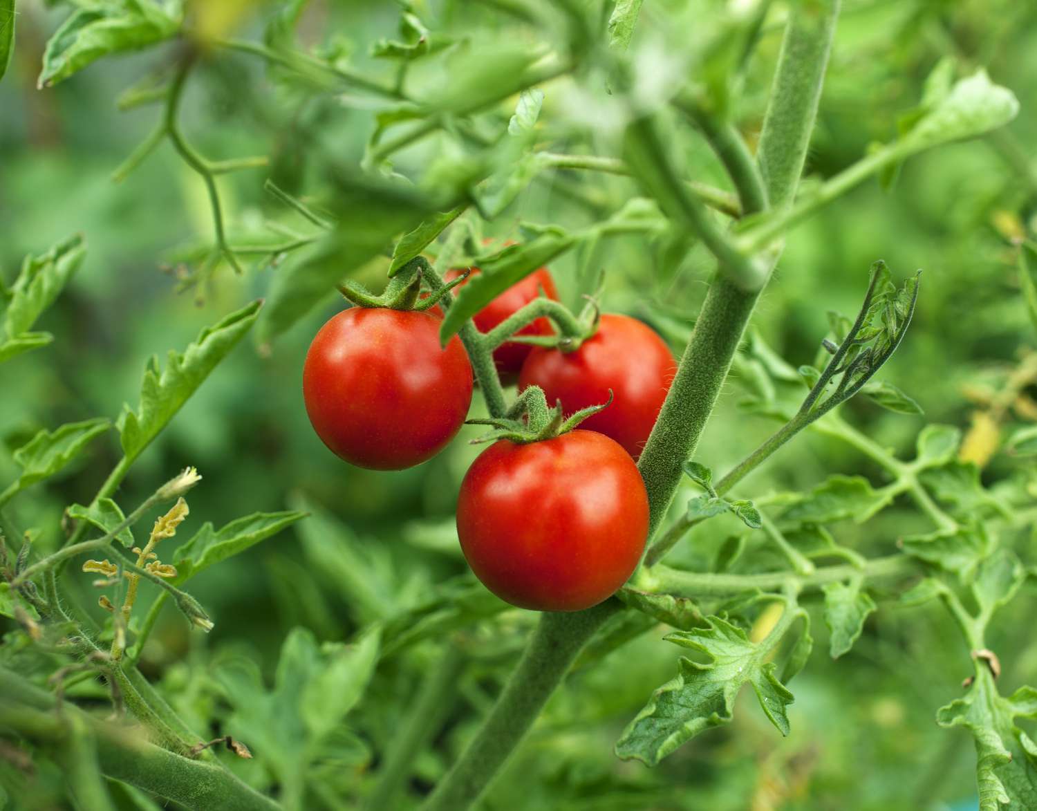 Cherry tomatoes close-up photo