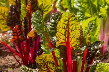 detail of red swiss chard leaves growing in garden