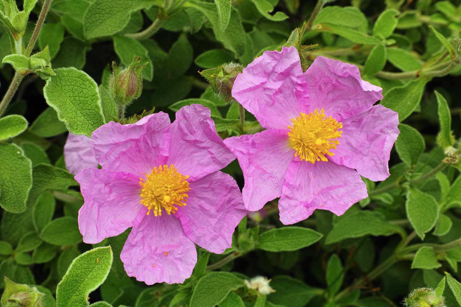 Pink Rockrose (Cistus creticus). A photo of two pink flowers with bright green foliage behind them.
